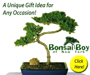 Bonsai Trees