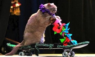 A98793_Moscow-Cat-Theatre