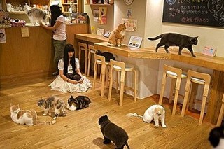 Cat-cafe