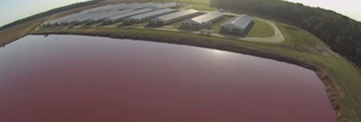 Drone Video Exposes ‘Feces Lake’ Inside Mega US Factory Farm