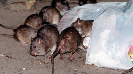 ratskill_small Rare disease carried by rats leaves 1 dead, 2 clinging to life in New York City Health  